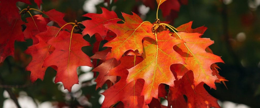 Herbstlaub